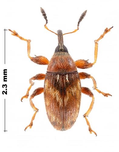 Réf. 311 089 : Dieckmanniellus nitidulus